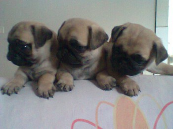 Filhotes de Pug